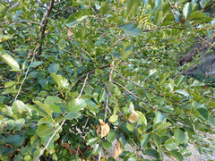 Alnus rhombifolia