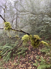 Pseudisothecium stoloniferum