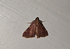 Hypsopygia olinalis