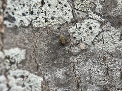 Mesopsocus immunis