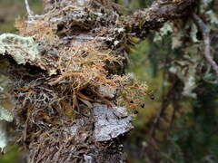 Sphaerophorus tuckermanii