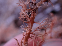 Sphaerophorus tuckermanii