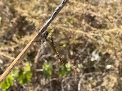 Pantala hymenaea