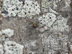 Mesopsocus immunis