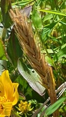 Elymus virginicus