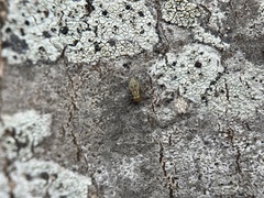 Mesopsocus immunis