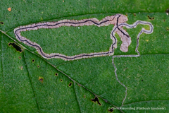 Stigmella apicialbella