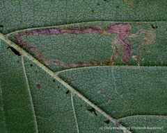 Stigmella apicialbella