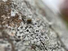 Mesopsocus immunis