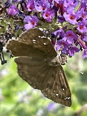 Erynnis horatius