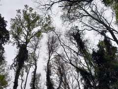 Nothofagus obliqua