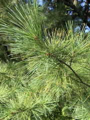 Pinus strobus
