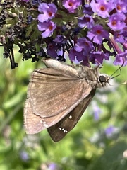 Erynnis horatius