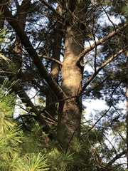 Pinus strobus