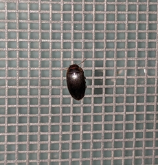 Copelatus chevrolati