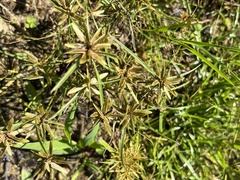 Cyperus flavescens