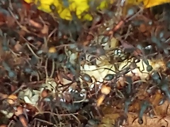 Eciton burchellii parvispinum image