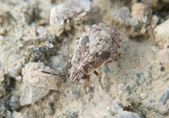 Lygaeidae