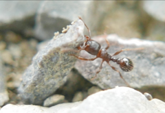 Tetramorium
