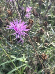 Centaurea stoebe