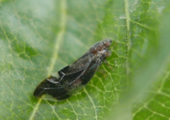 Trichochermes walkeri