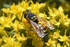 Pterocheilus