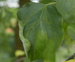 Trichochermes walkeri