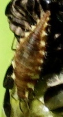 Chrysoperla rufilabris