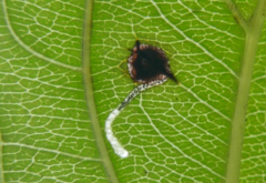 Bucculatrix frangutella