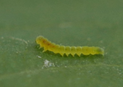 Bucculatrix frangutella