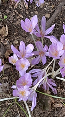 Colchicum autumnale
