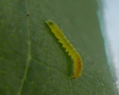 Bucculatrix frangutella