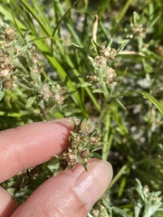 Gnaphalium uliginosum