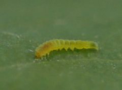 Bucculatrix frangutella