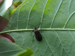Anasa