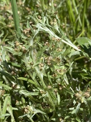 Gnaphalium uliginosum