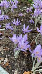 Colchicum autumnale