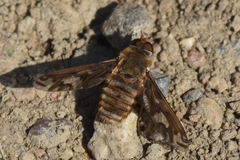 Poecilanthrax willistonii