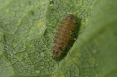 Rhyzobius chrysomeloides