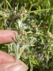 Gnaphalium uliginosum