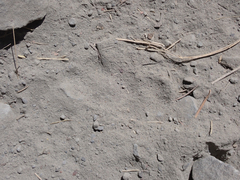 Urocyon cinereoargenteus