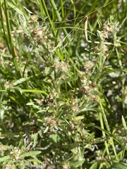 Gnaphalium uliginosum