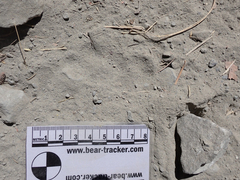 Urocyon cinereoargenteus