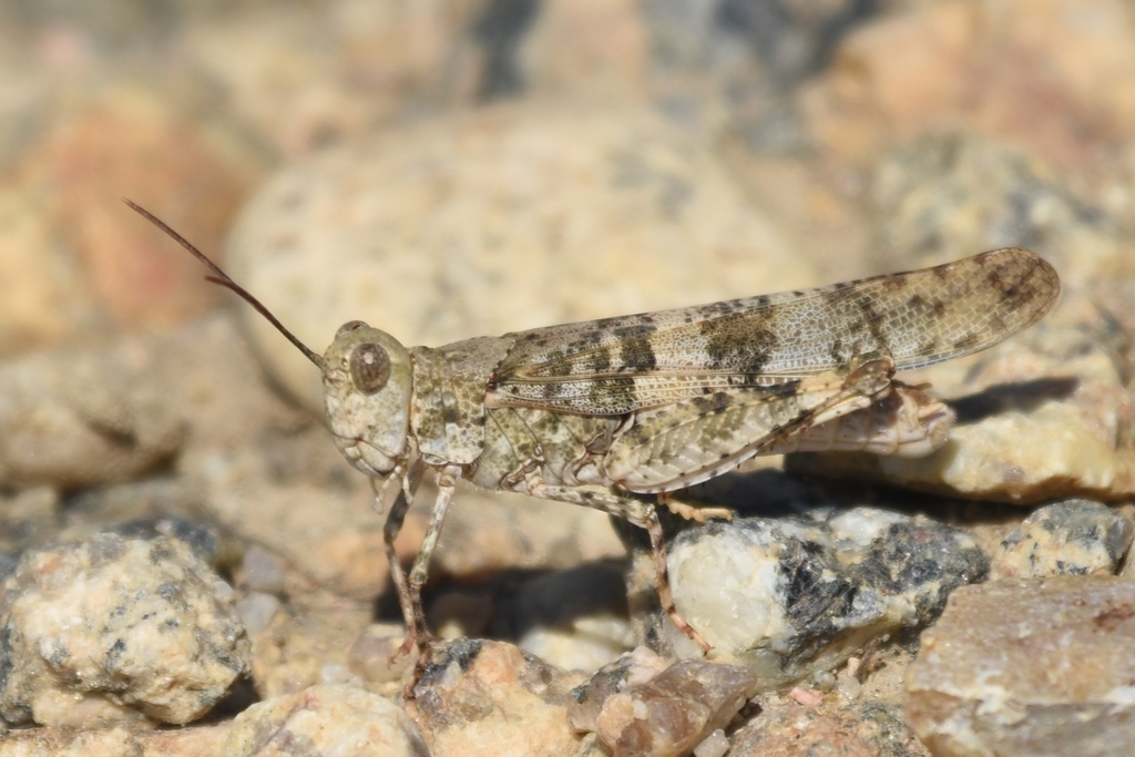Alkali Grasshopper