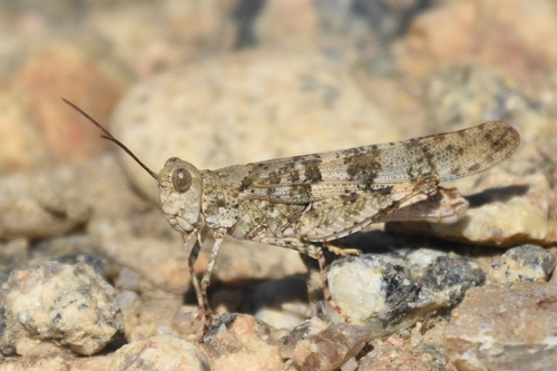 Trimerotropis salina McNeill, 1901
