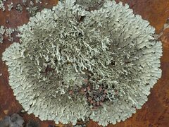 Xanthoparmelia stenophylla