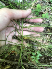 Equisetum arvense