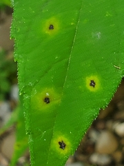 Botryosphaeria dothidea