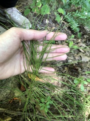 Equisetum arvense