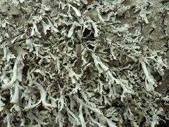 Xanthoparmelia stenophylla